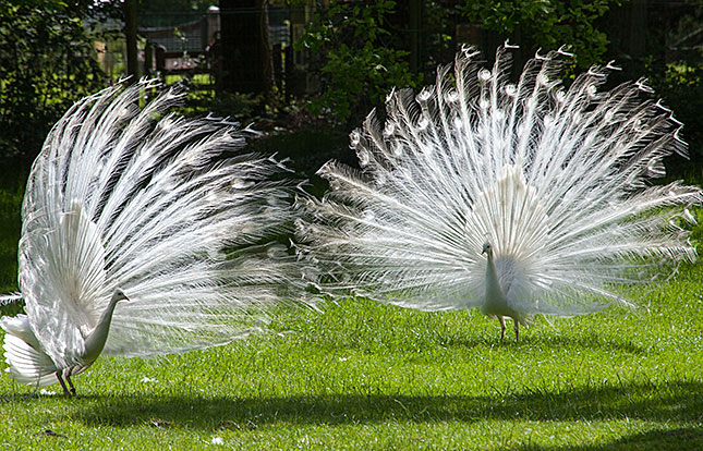 Staverden, White peacocks