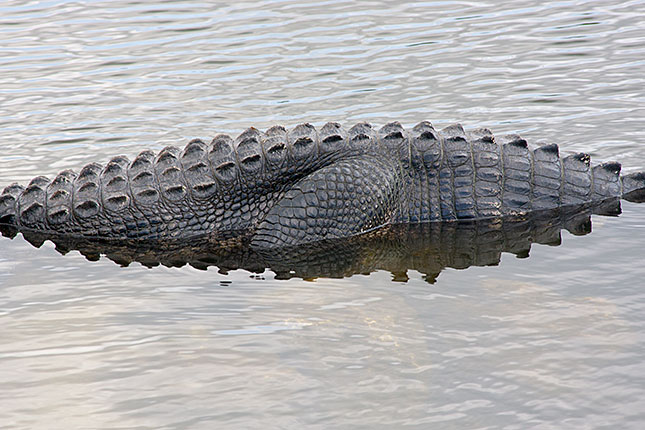 Everglades, Alligator 1