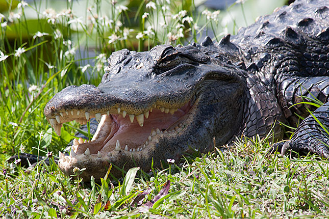 Everglades, Alligator 5