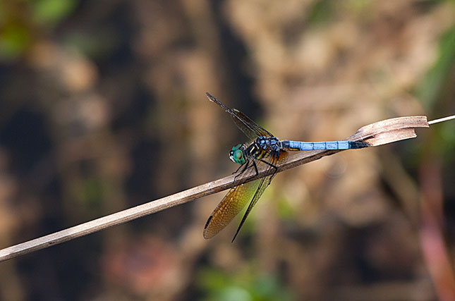 Everglades, Dragonfly
