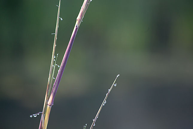 Soest, Bamboo Dew