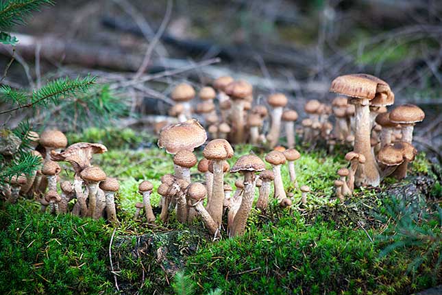 Lage Vuursche, Forest Mushrooms