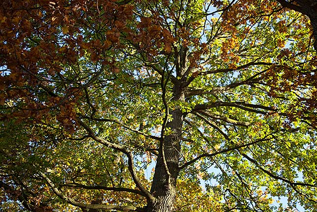 's Graveland, Autumn Tree
