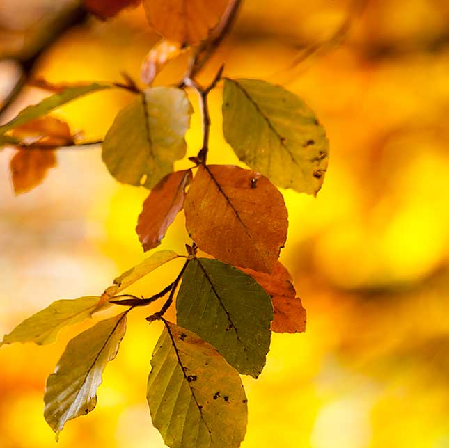 's Graveland, Autumn Leaves