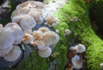 Lage Vuursche, Mushrooms